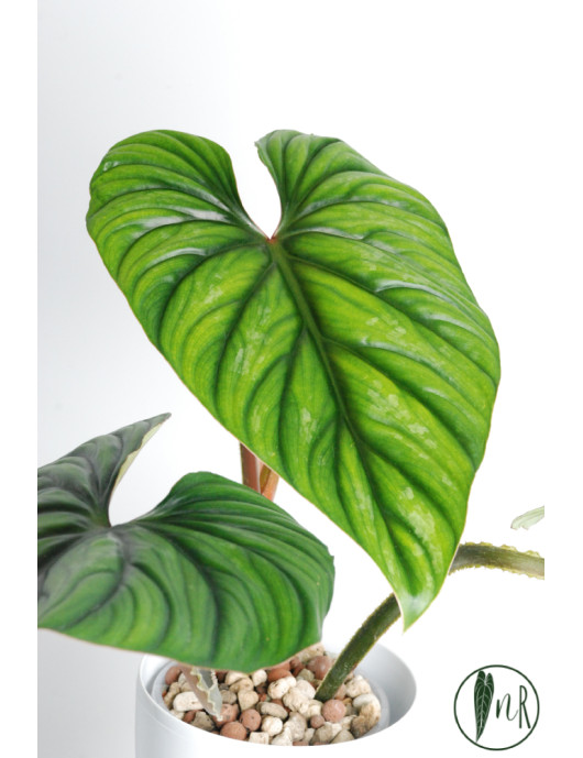 Philodendron plowmanii