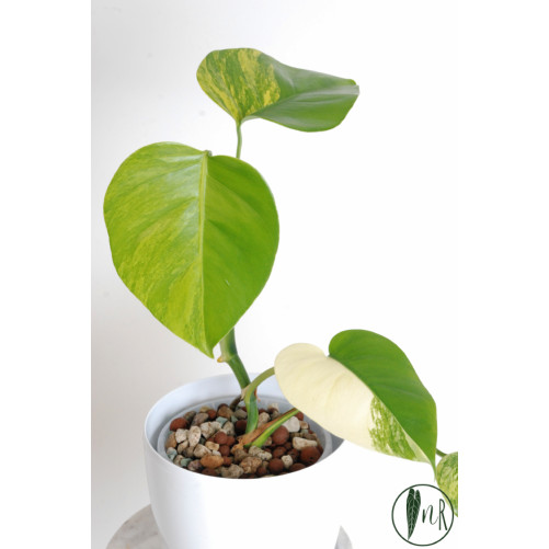 Monstera marmorata aurea
