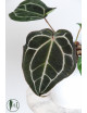 Anthurium Crystallinum Select Color '56' x Michelle '1'