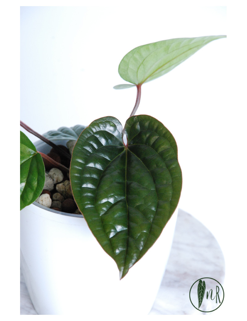Anthurium radicans x luxurians