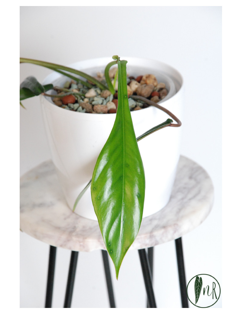Philodendron joepii