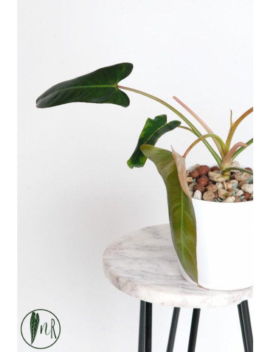 Philodendron pinnatilobum aff x spiritus - sancti (Pangui sunset)