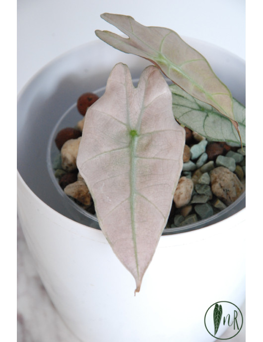 Alokazja polly rosa variegata