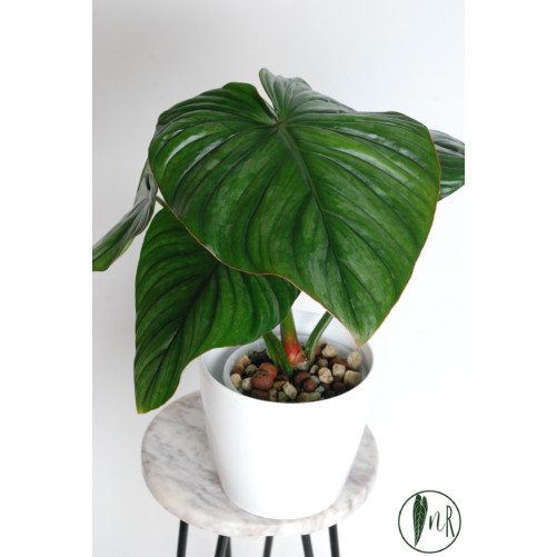 Philodendron plowmanii x...