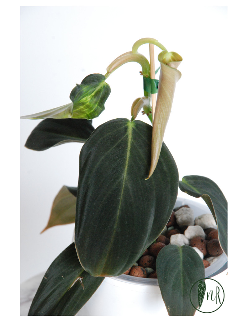Philodendron gigas
