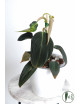 Philodendron gigas