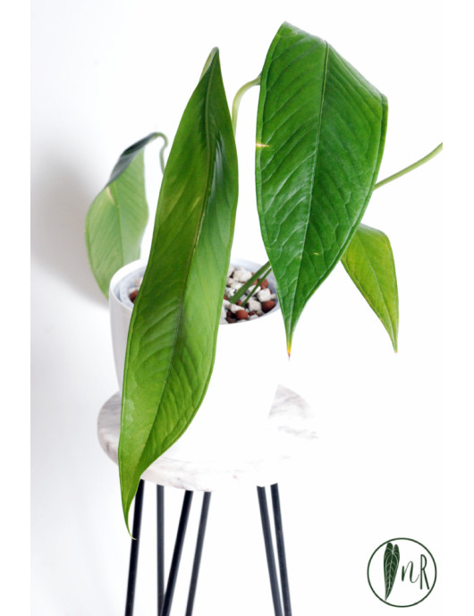 Anthurium pallidiflorum Guayusa