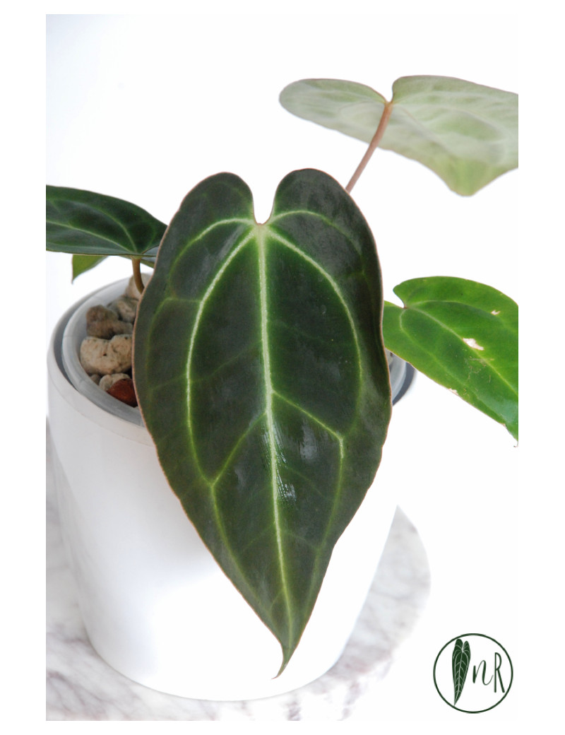 Anthurium crystallinum x besseae aff (Crystal Sky)