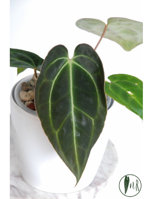 Anthurium crystallinum x besseae aff (Crystal Sky)