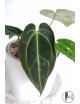 Anthurium crystallinum x besseae aff (Crystal Sky)