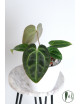 Anthurium crystallinum x besseae aff (Crystal Sky)