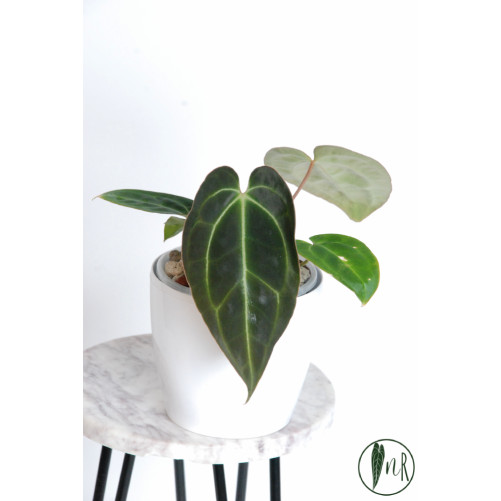 Anthurium crystallinum x besseae aff (Crystal Sky)