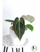 Anthurium crystallinum x besseae aff (Crystal Sky)