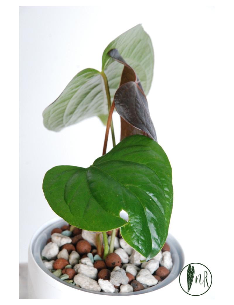 その他観葉植物 Anthurium Queen of hearts Anthurium Queen of Hearts | Plants | GrowTropicals.com