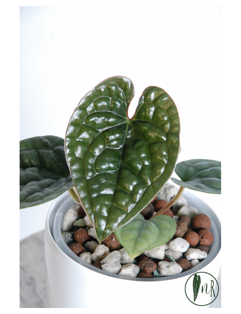 Anthurium luxurians