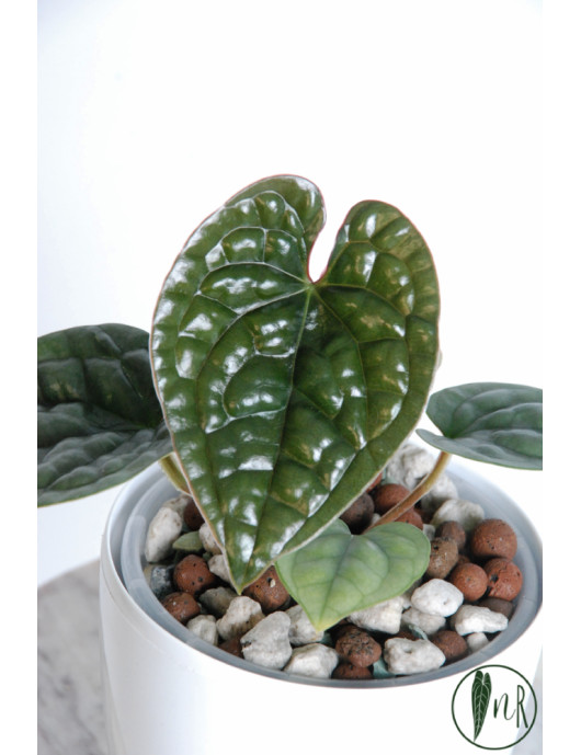 Anthurium luxurians