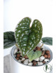 Anthurium luxurians