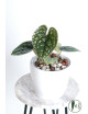 Anthurium luxurians