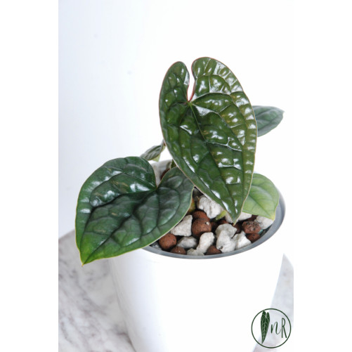 Anthurium luxurians