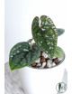 Anthurium luxurians