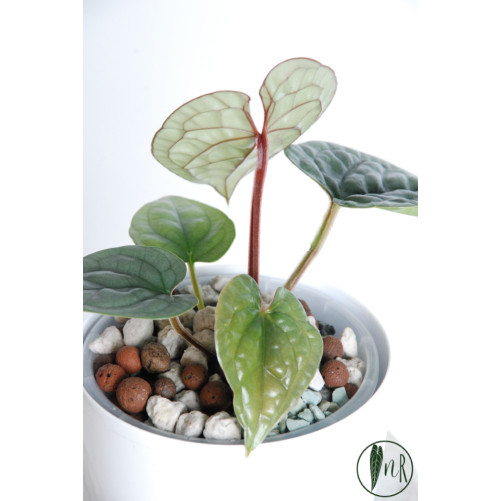 Anthurium luxurians