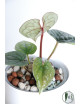 Anthurium luxurians