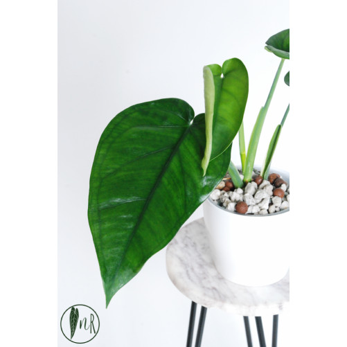 Syngonium chiapense...