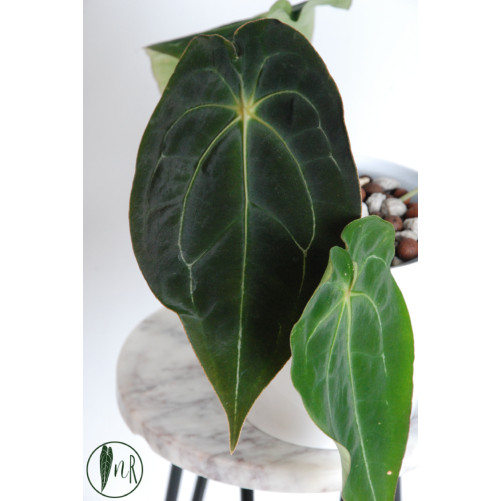 Anthurium magnificum DF x...