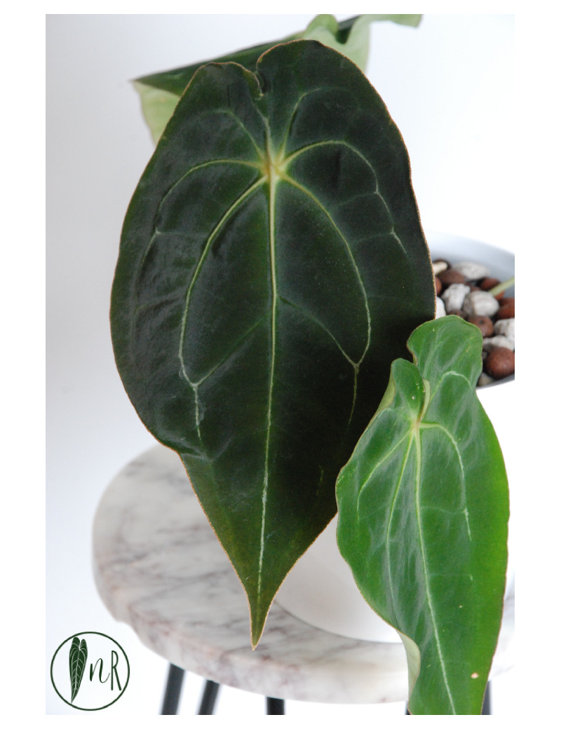 Anthurium magnificum DF x forgetii