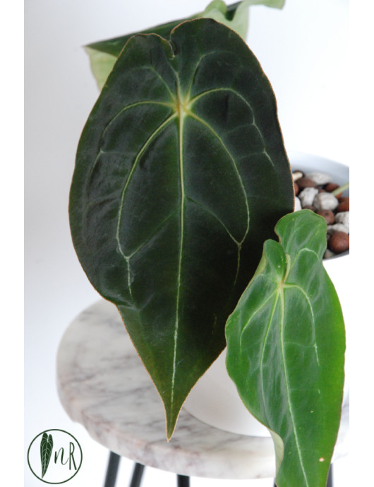 Anthurium magnificum DF x...