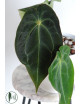 Anthurium magnificum DF x forgetii