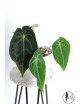 Anthurium magnificum DF x forgetii