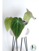 Anthurium magnificum DF x forgetii