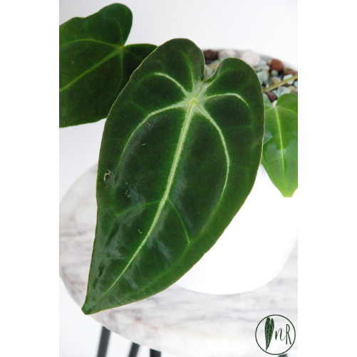 Anthurium forgetii WS x...