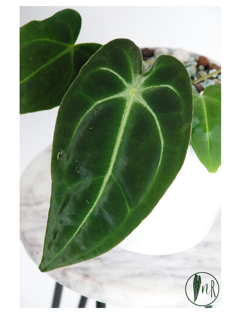 Anthurium forgetii WS x besseae aff NR