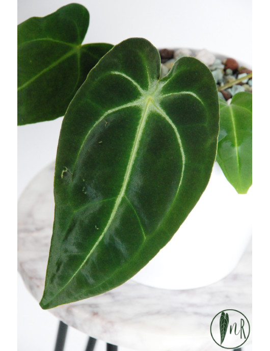 Anthurium forgetii WS x besseae aff NR