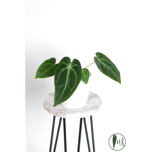 Anthurium forgetii WS x besseae aff NR