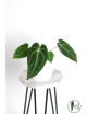 Anthurium forgetii WS x besseae aff NR