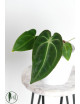 Anthurium forgetii WS x besseae aff NR