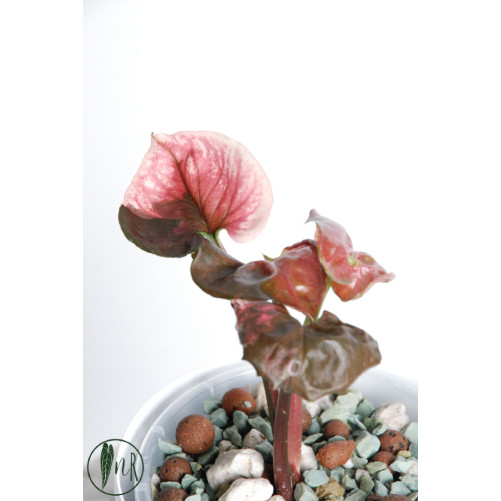 Syngonium strawberry ice...