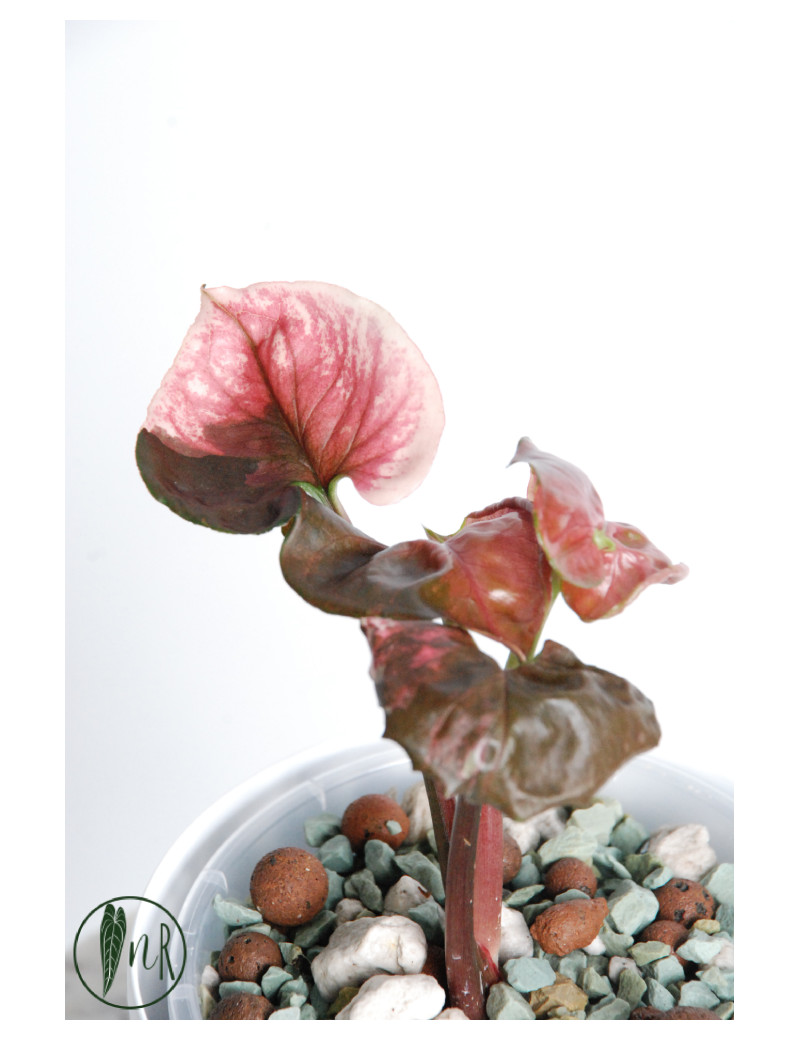 Syngonium strawberry ice galaxy