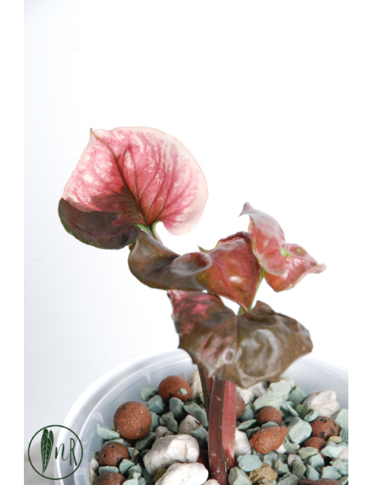 Syngonium strawberry ice galaxy