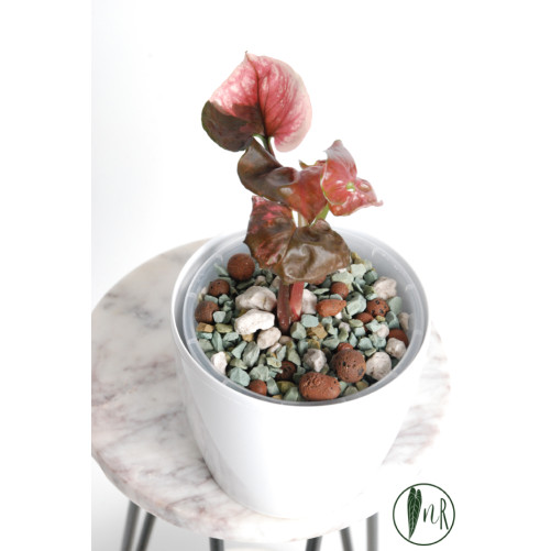 Syngonium strawberry ice galaxy