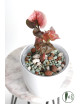 Syngonium strawberry ice galaxy