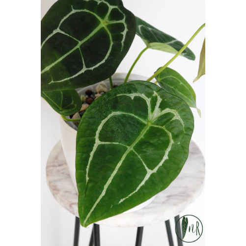 Anthurium forgetii