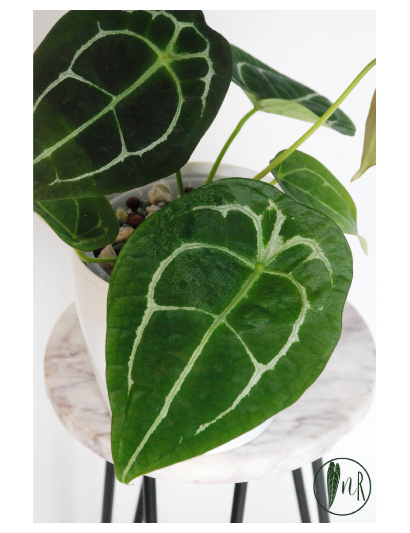 Anthurium forgetii