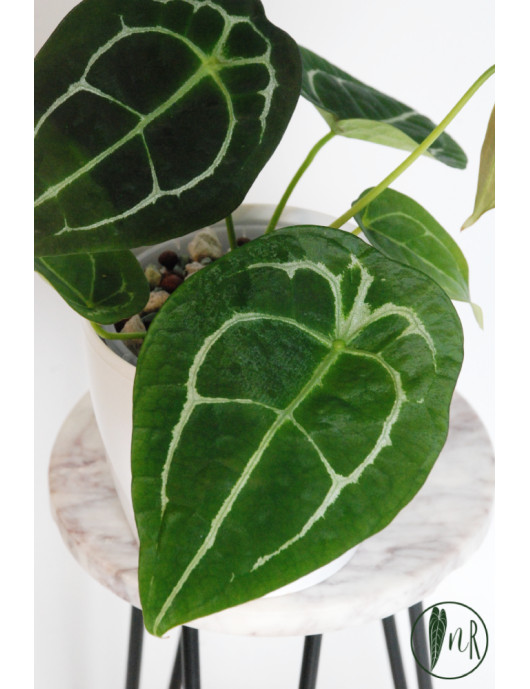 Anthurium forgetii
