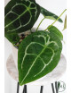 Anthurium forgetii