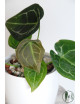 Anthurium forgetii
