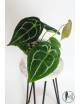 Anthurium forgetii
